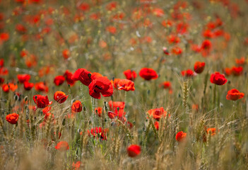 Field of red poppy flowers