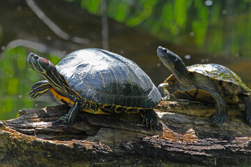 Fototapeta premium turtles on a pond log