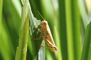 grasshopper eating green plant