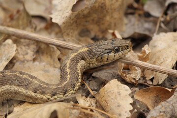 garter snake coiled up in leaf litter