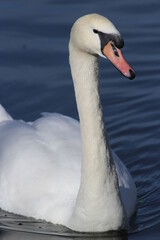 Obraz premium swan swimming in a pond