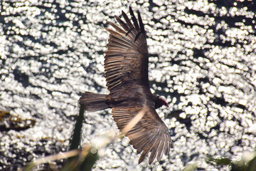 Andean condor searching for food in Chilean coast