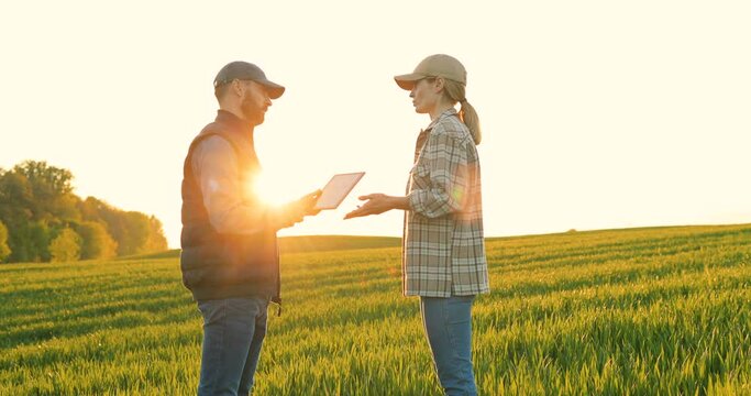 Caucasian man farmer standing in field with tablet device in hands and showing something to woman on screen. Couple of farmers in margin of green wheat making deal and shaking hands.