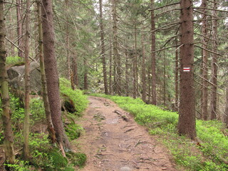 Forest path through Lower Silesian mountains, Poland