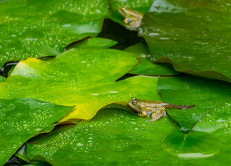 Tadpole of Frog Rana ridibunda (pelophylax ridibundus) sits in pond on green leaf of water lily. Close-up of small frog in natural habitat.