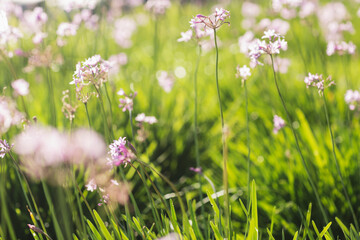 Close up of flowers growing in field