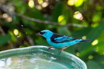 The blue dacnis (dacnis cayana) in the Atlantic Forest