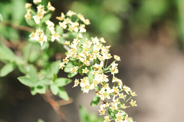 flowering branch with white petals on a blurred background of leaves