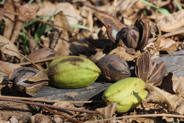 Pecan nuts and seeds under a tree