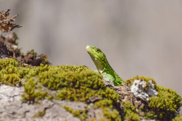 Small lizard found on tree in Chile