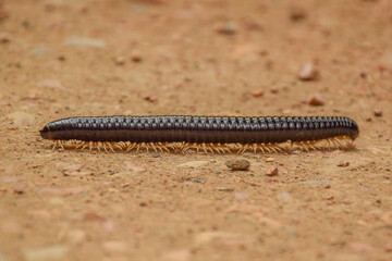 Striped millipede crossing dirt road