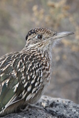 roadrunner bird sitting on a rock