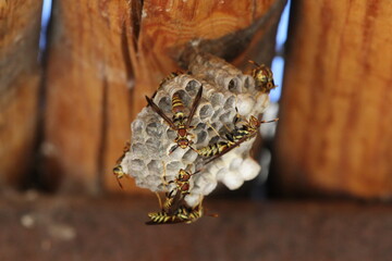 paper wasp nest under porch