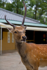 Wild deer in Nara Park in Japan. Deer are symbol of Nara's greatest tourist attraction. 