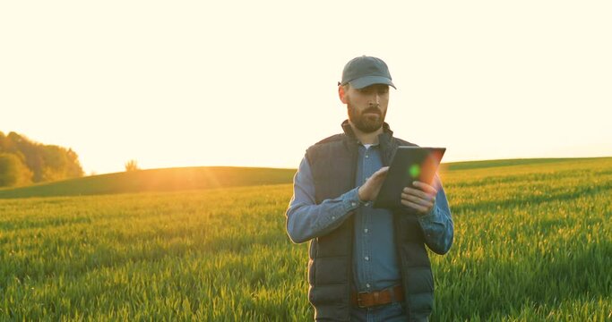 Caucasian man in hat walking the green field of wheat and using tablet computer. Young male farmer strolling in his margin and tapping on tablet device. Agricultural concept.