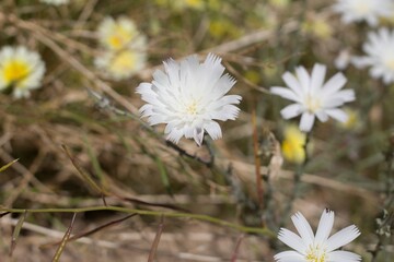 Brilliant white blooms of Desert Chicory, Rafinesquia Neomexicana, Asteraceae, native annual in the outskirts of Twentynine Palms, Southern Mojave Desert, Springtime.