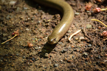 Slow warm crawling through Lower Silesia, Poland