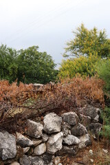 
Trees