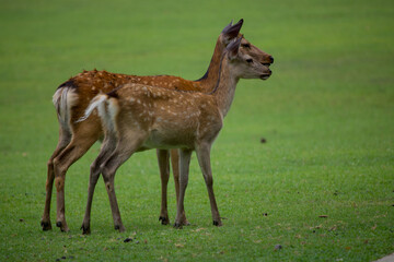 Naklejka na ściany i meble Wild deer in Nara Park in Japan. Deer are symbol of Nara's greatest tourist attraction. 