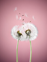 Close up of dandelion plants blowing in wind