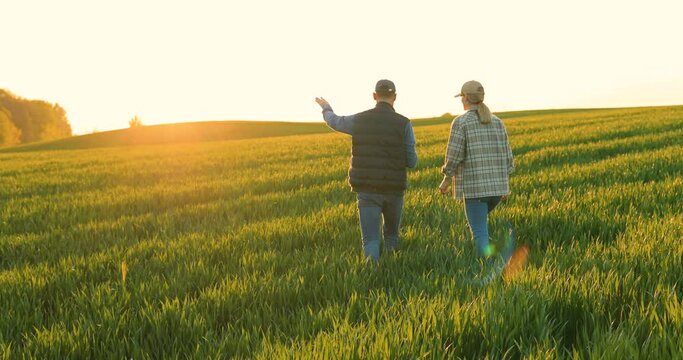 Rear on Caucasian woman and man in hats walking in field and talking about harvest. Back view on couple of farmers discussing harvesting wheat in sunlight while strolling in green margin.