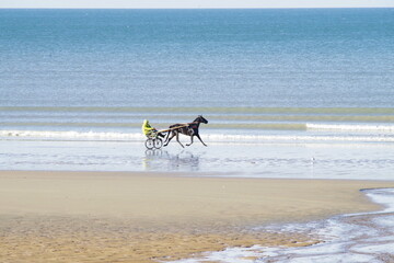 Fototapeta na wymiar Entrainement d'un cheval en trot attelé sur la plage de Cabourg en Normandie
