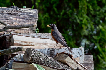 American robin on a wood pile