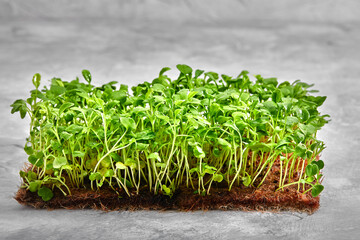 microgreen mustard sprouts Raw sprouts, microgreens, healthy eating concept, layout for healthy...