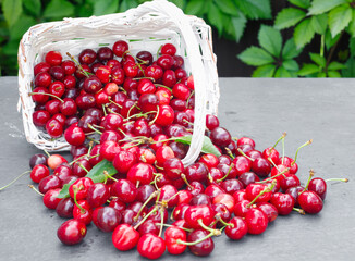 Fresh crop of cherry berries on gray stone countertop, against background of summer greenery.