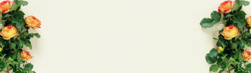 Beautiful orange rose on  delicate yellow paper background.