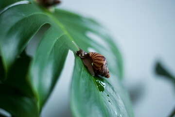 Small brown snail on green leaf with outdoor lighting.