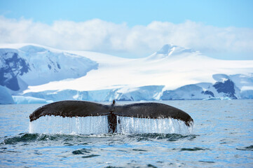 Whale tale in Antarctica peninsula cost