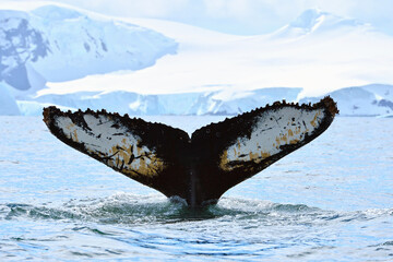 Whale tale in Antarctica peninsula cost