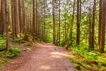 Fototapeta premium An earth path descending towards a wooden bridge in a forest lit by the morning sun.
