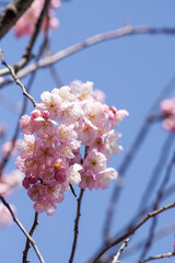 京都百万遍知恩寺の富士桜