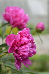 Saint Petersburg Russia. June 16 2016. Flowers of pink peony on a green grass background. Summer blooming meadow.