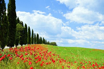 Tuscan landscape of the hills of Asciano in the heart of the Crete Senesi in Italy during the flowering of poppies