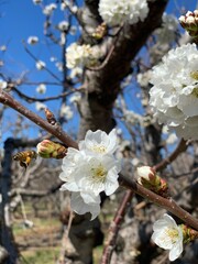 blooming cherry tree