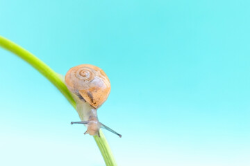 Macro snail on turquoise color water defocussed backdrop. Macro world. Mollusc animal, space for text