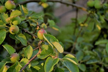 Młode jabłko na  gałęzi  