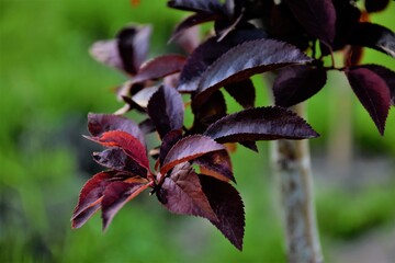 Liście świdośliwa  