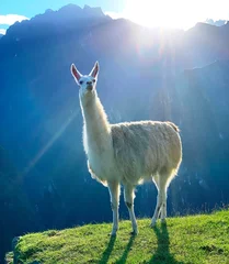 Selbstklebende Fototapeten weißer Lama in Machu Picchu, Peru © OLENA