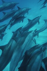 A Pod of Hawaiian Dolphins Swims by Peacefully in Hawaii 