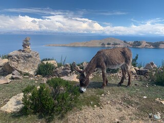 donkey on the shore of lake Titicaca in Isla del Sol, Bolivia