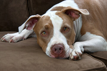 White and tan boxer puppy lying on a brown sofa looking directly at viewer