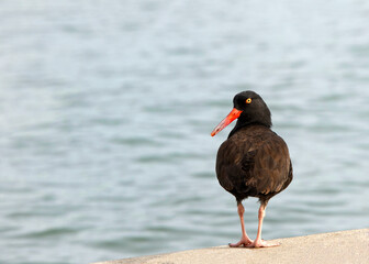 A black oystercatcher, walking away towards water, looking back. A black bird found on the shoreline of western North America. The black oystercatcher is a species of high conservation concern.