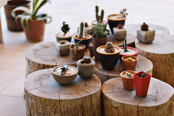 Small pots with different cacti on stumps