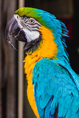 Colorful Parrot yellow and blue green