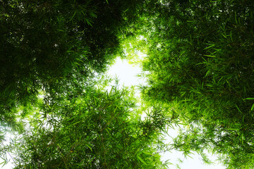 Fototapeta na wymiar top view picture of bamboo forest with blue sky background