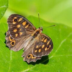 Papillon - Butterfly